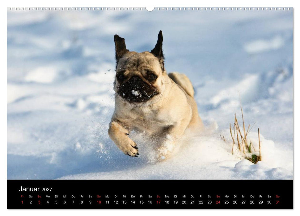 Mops 2027 (CALVENDO Wandkalender 2027)