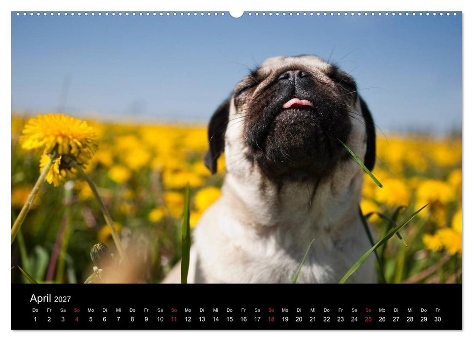 Mops 2027 (CALVENDO Wandkalender 2027)