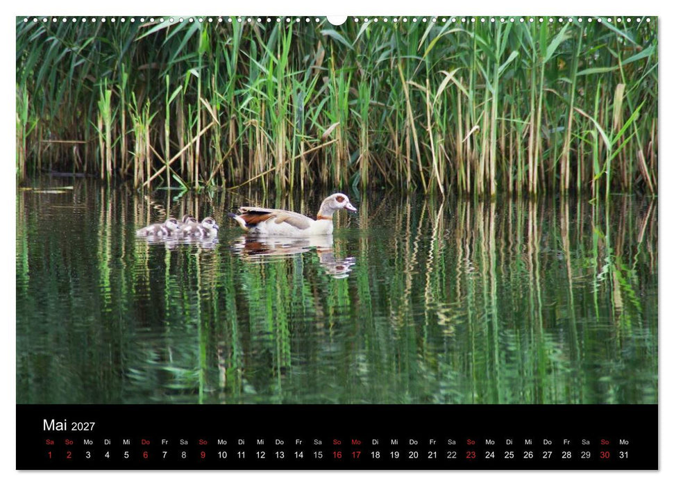Welt der Tiere (CALVENDO Wandkalender 2027)