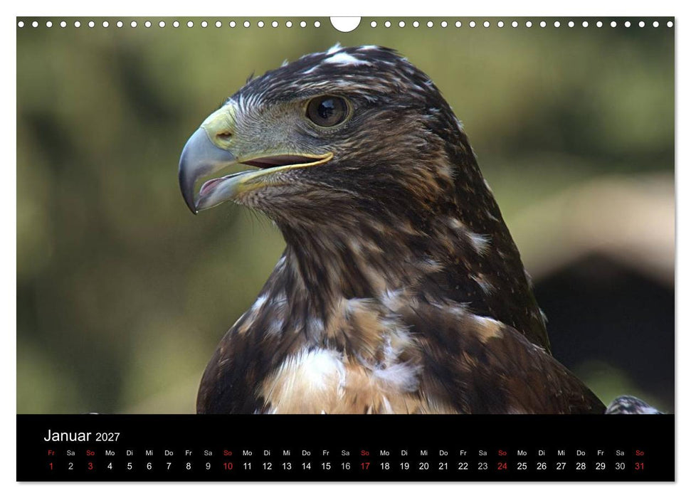Greifvögel (CALVENDO Wandkalender 2027)
