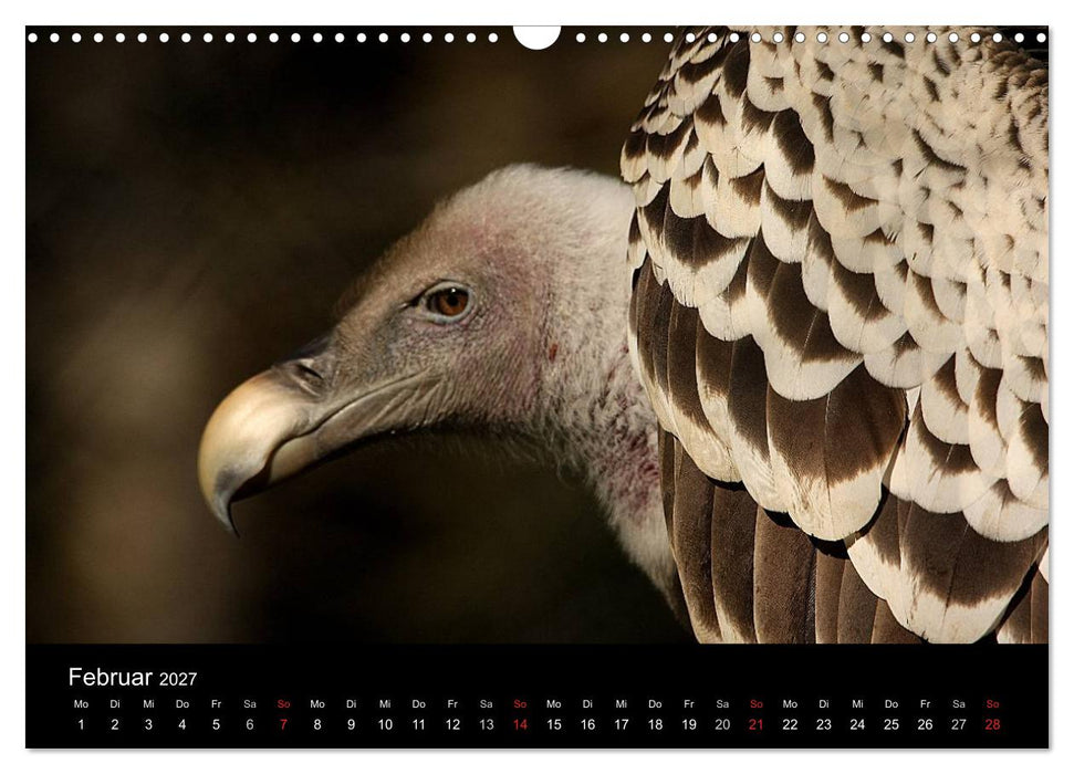 Greifvögel (CALVENDO Wandkalender 2027)