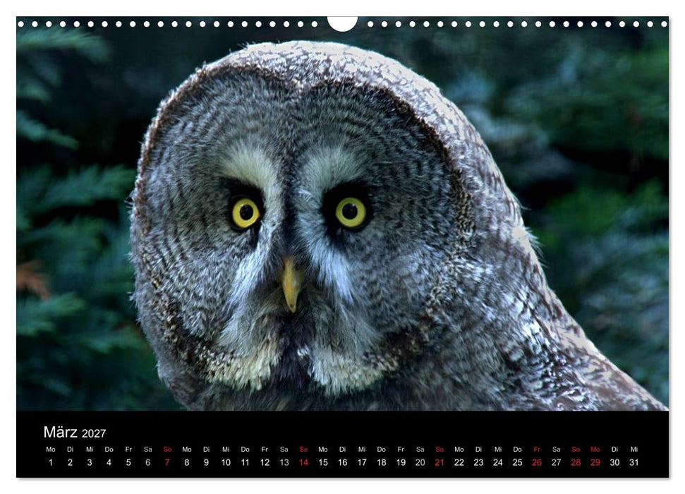 Greifvögel (CALVENDO Wandkalender 2027)