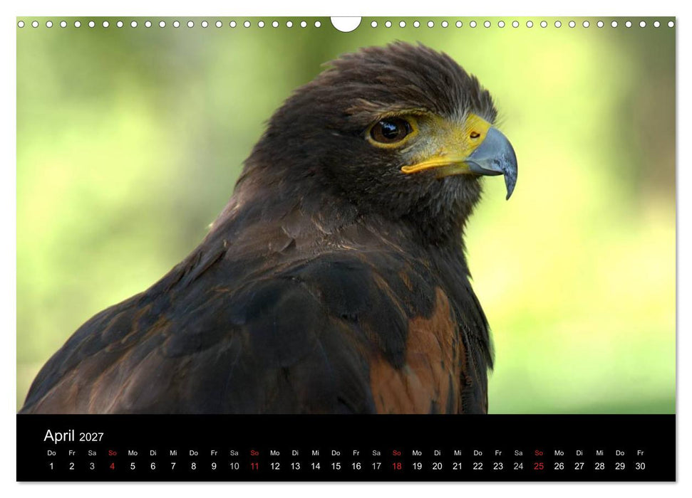 Greifvögel (CALVENDO Wandkalender 2027)
