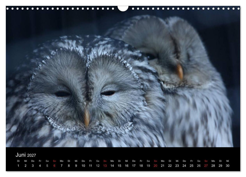 Greifvögel (CALVENDO Wandkalender 2027)
