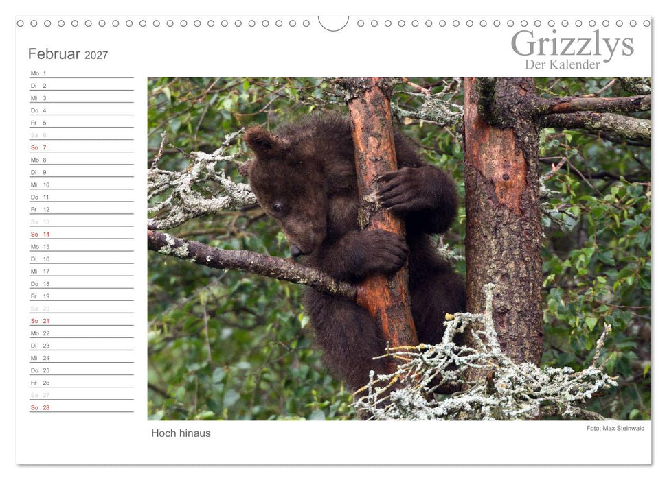 Grizzlys - Der Kalender (CALVENDO Wandkalender 2027)