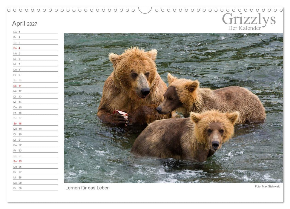 Grizzlys - Der Kalender (CALVENDO Wandkalender 2027)