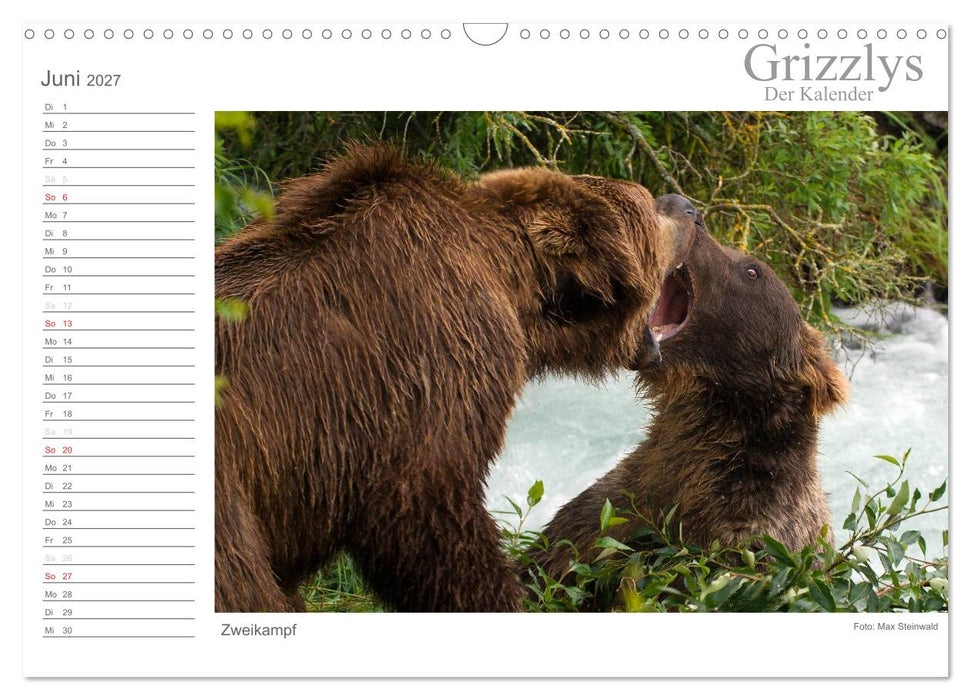 Grizzlys - Der Kalender (CALVENDO Wandkalender 2027)
