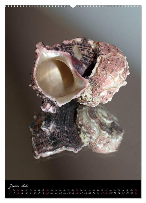 Muscheln und Schnecken (CALVENDO Wandkalender 2027)