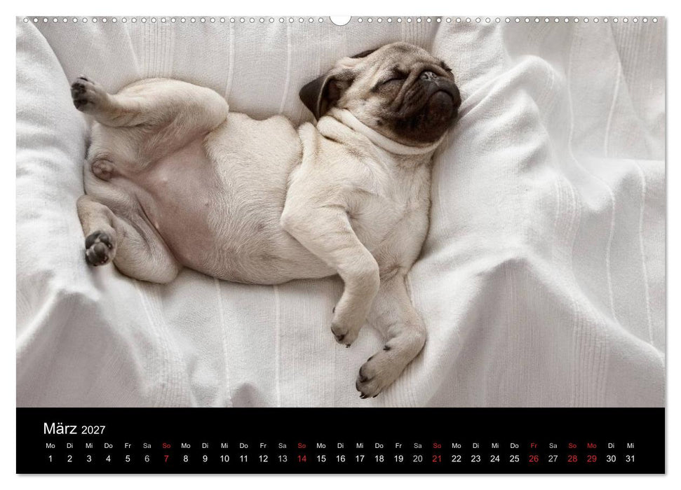 Mops 2027 (CALVENDO Premium Wandkalender 2027)