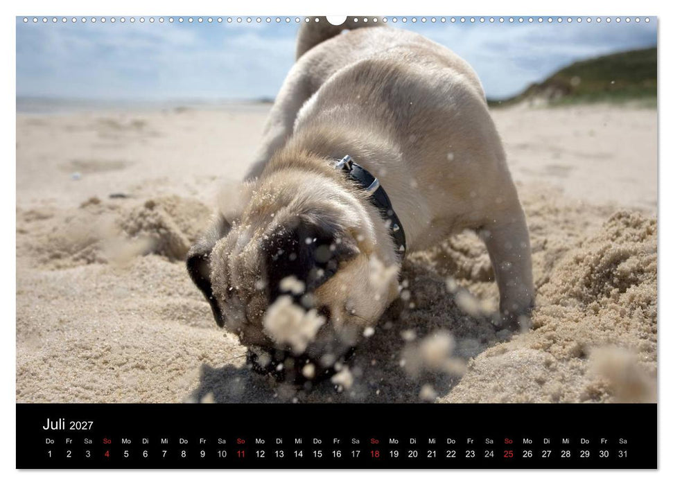 Mops 2027 (CALVENDO Premium Wandkalender 2027)