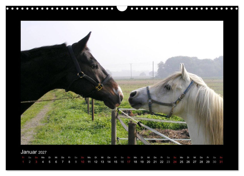 Zauberhafte Pferde (CALVENDO Wandkalender 2027)