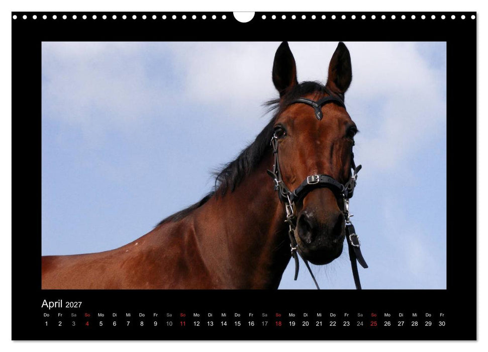Zauberhafte Pferde (CALVENDO Wandkalender 2027)