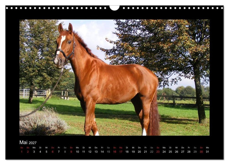 Zauberhafte Pferde (CALVENDO Wandkalender 2027)