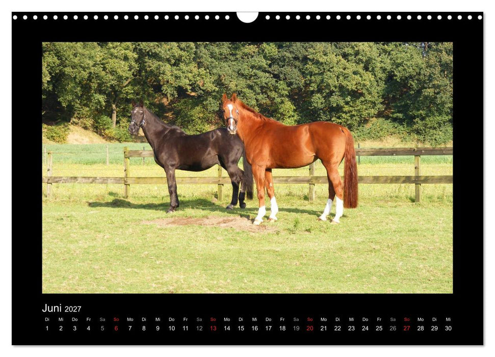 Zauberhafte Pferde (CALVENDO Wandkalender 2027)