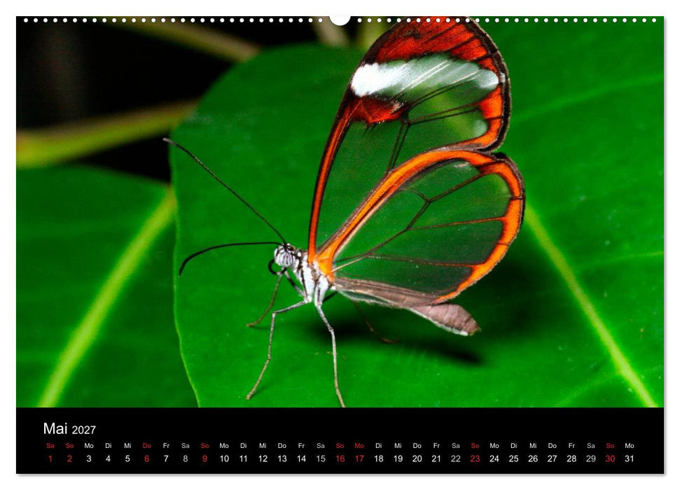 Schmetterlinge (CALVENDO Premium Wandkalender 2027)