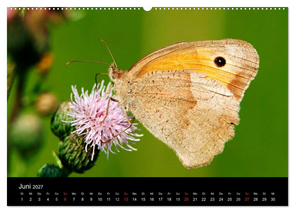 Schmetterlinge (CALVENDO Premium Wandkalender 2027)