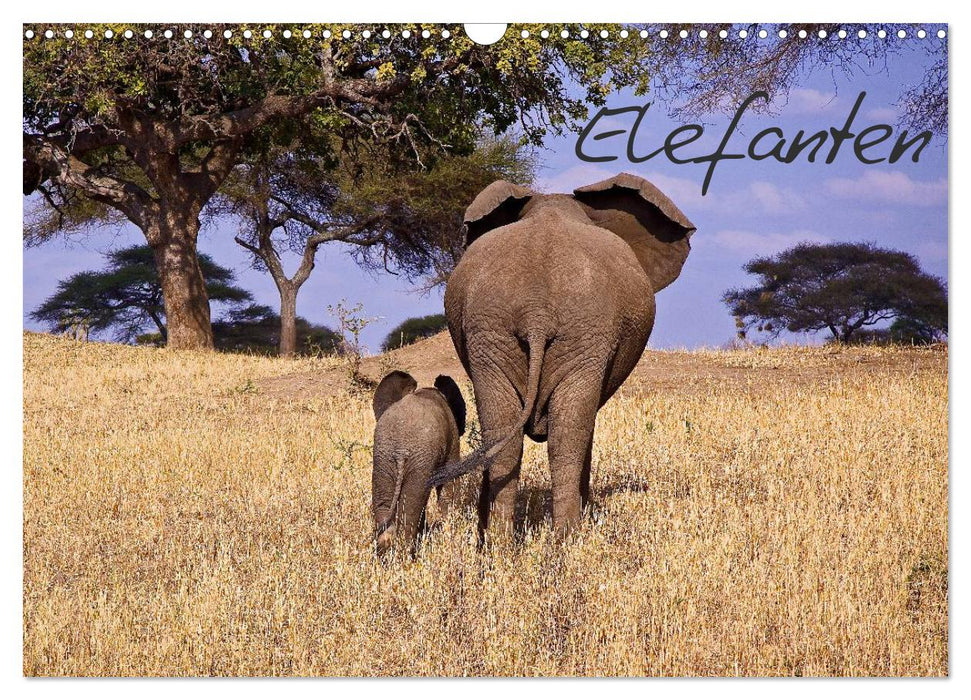 Elefanten (CALVENDO Wandkalender 2027)