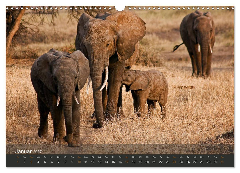 Elefanten (CALVENDO Wandkalender 2027)