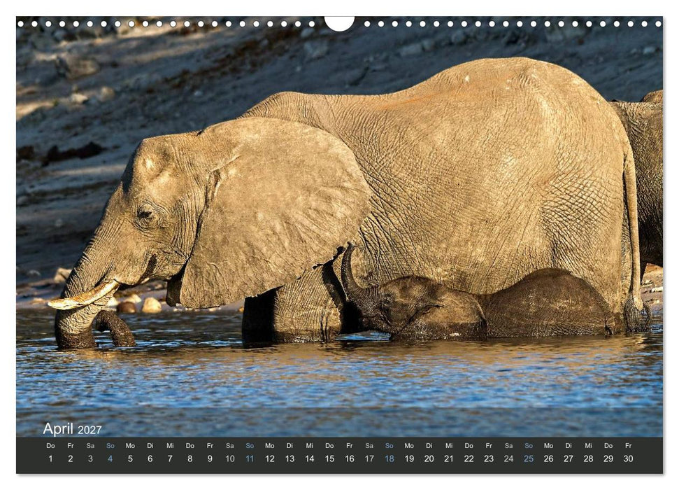Elefanten (CALVENDO Wandkalender 2027)