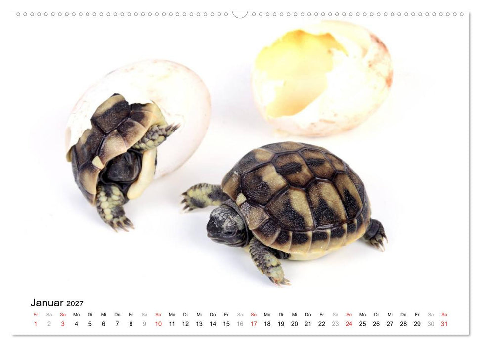 Der kleine Gecko und seine Freunde (CALVENDO Wandkalender 2027)