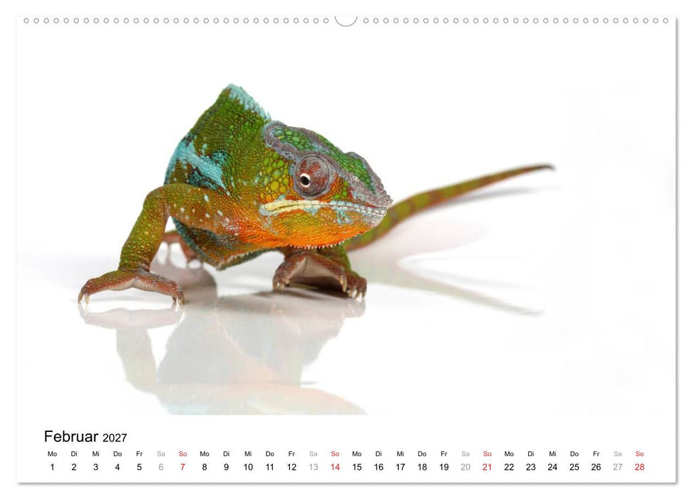 Der kleine Gecko und seine Freunde (CALVENDO Wandkalender 2027)