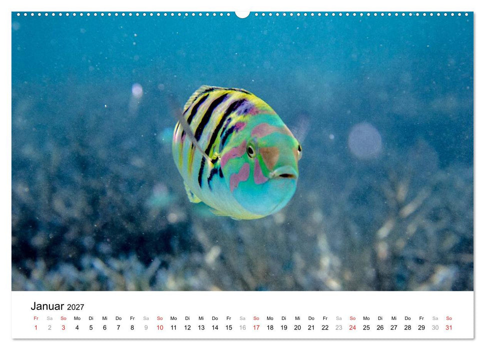 Unterwasserwelt der Malediven I (CALVENDO Wandkalender 2027)