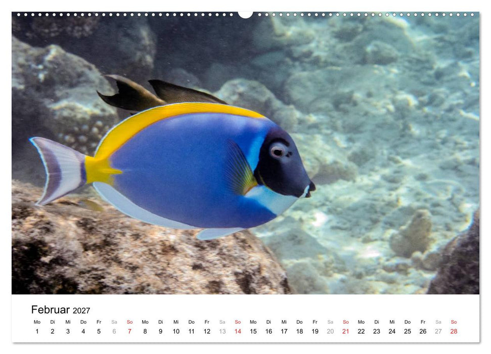 Unterwasserwelt der Malediven I (CALVENDO Wandkalender 2027)