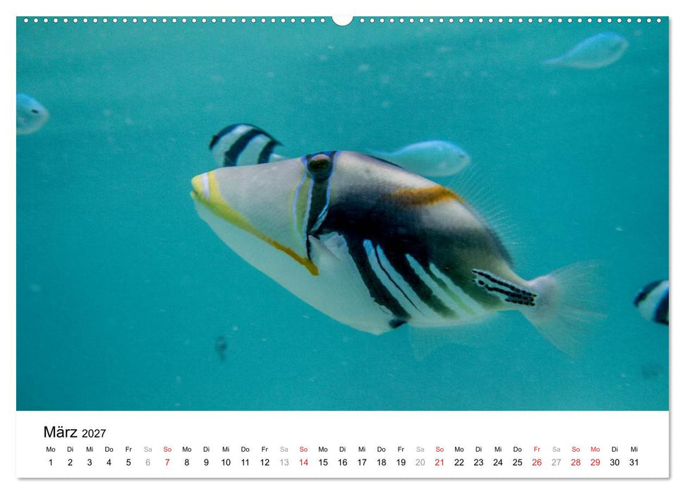 Unterwasserwelt der Malediven I (CALVENDO Wandkalender 2027)