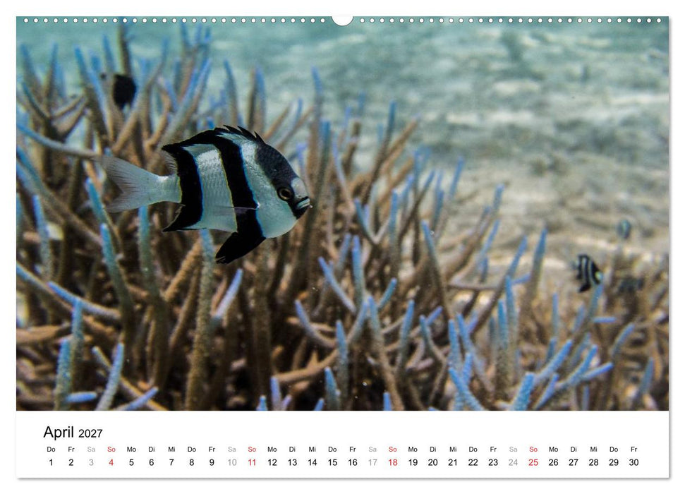 Unterwasserwelt der Malediven I (CALVENDO Wandkalender 2027)