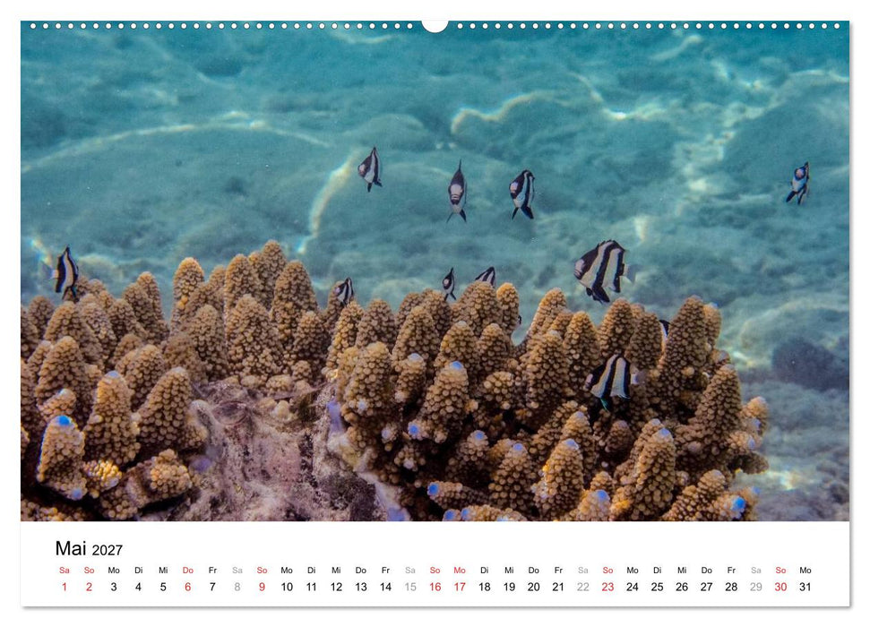 Unterwasserwelt der Malediven I (CALVENDO Wandkalender 2027)