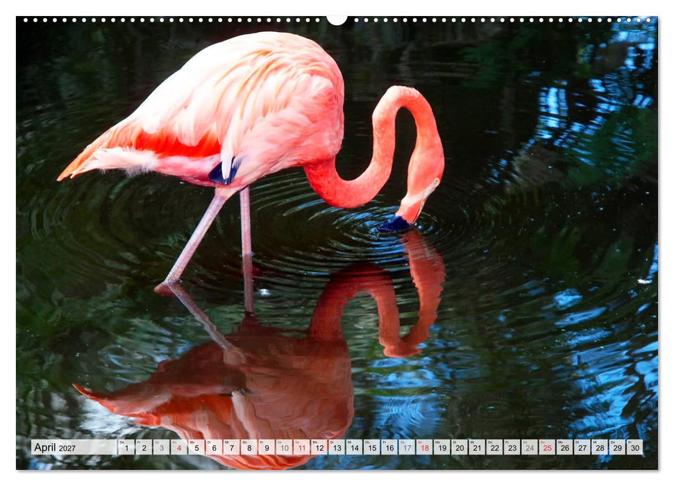 FLORIDA Malerischer Sonnenscheinstaat (CALVENDO Premium Wandkalender 2027)