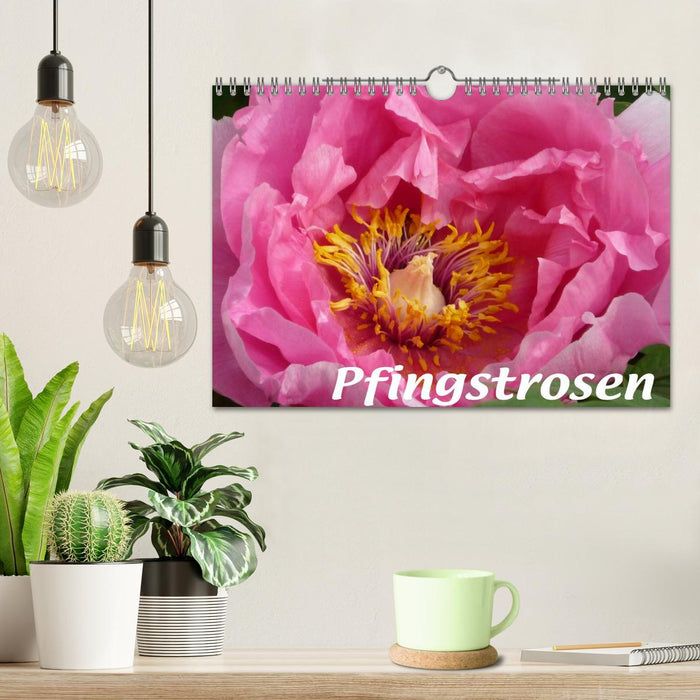 Pfingstrosen (CALVENDO Wandkalender 2027)