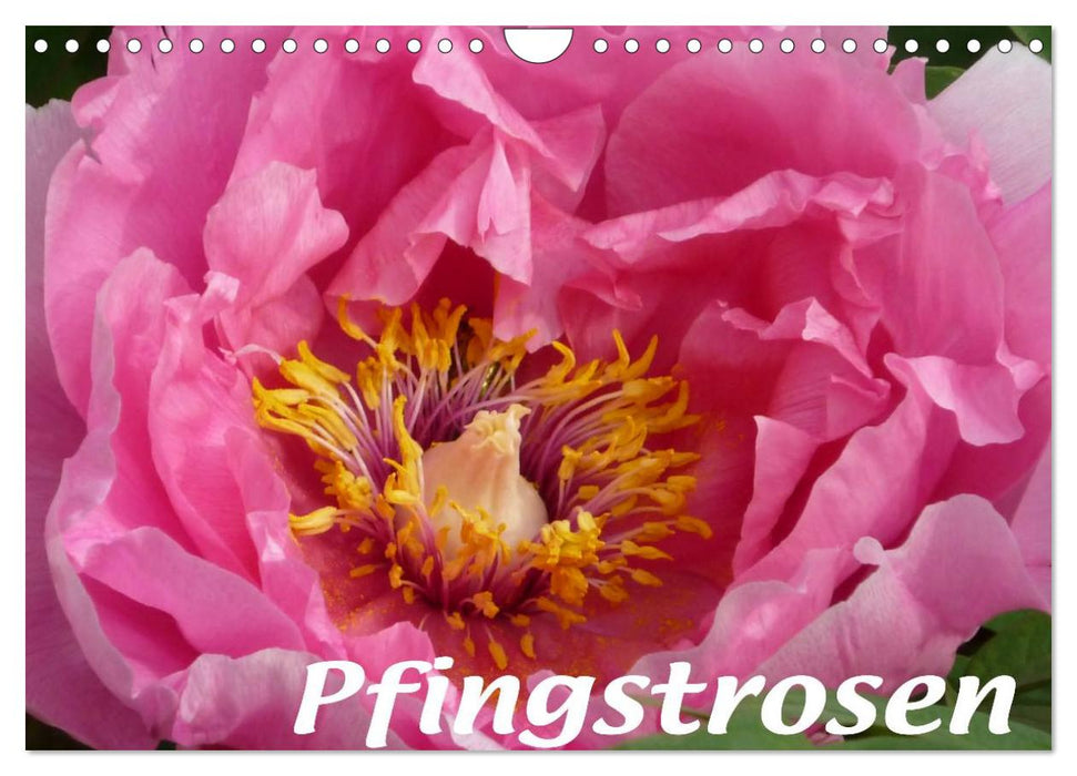 Pfingstrosen (CALVENDO Wandkalender 2027)