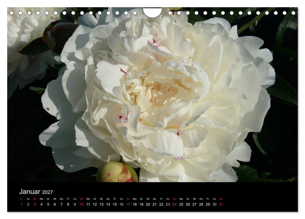 Pfingstrosen (CALVENDO Wandkalender 2027)