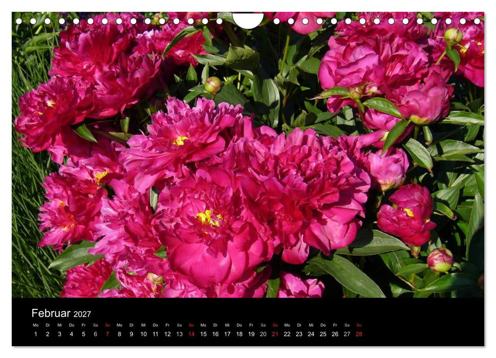 Pfingstrosen (CALVENDO Wandkalender 2027)