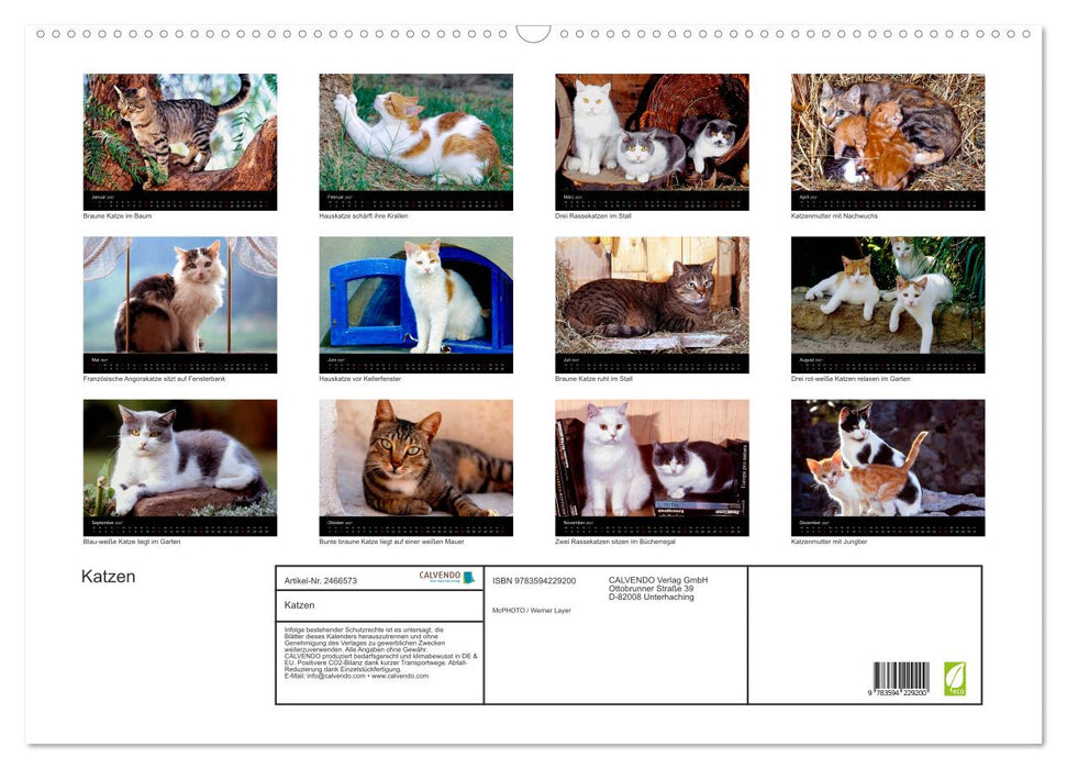 Katzen (CALVENDO Wandkalender 2027)