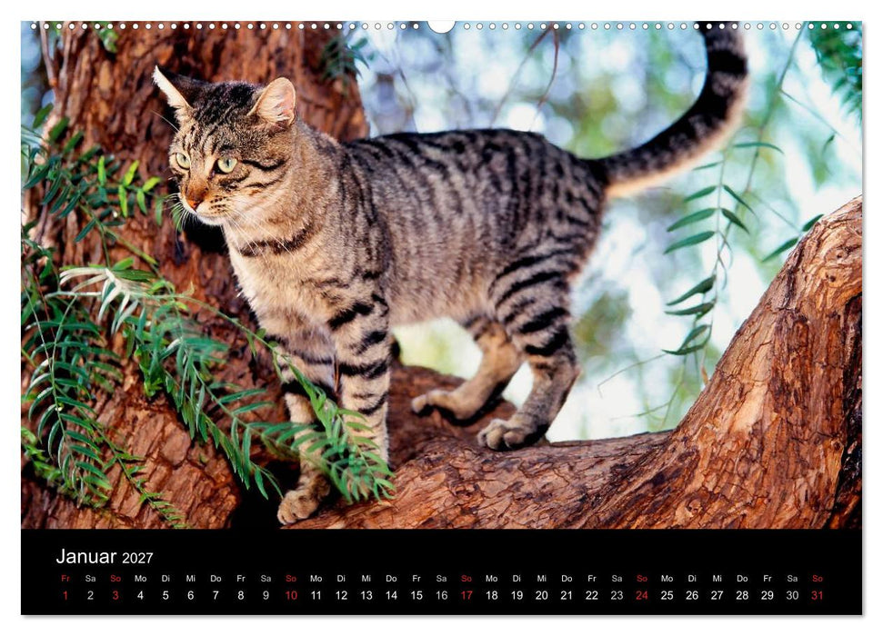 Katzen (CALVENDO Wandkalender 2027)