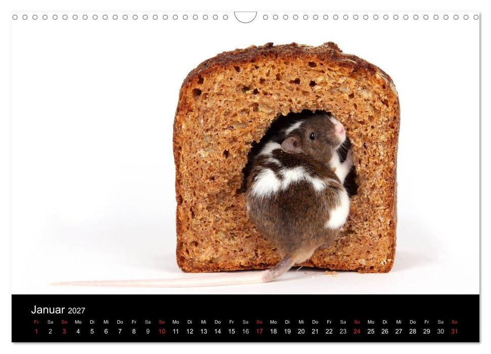 Süße Mäuse und Coole Ratten (CALVENDO Wandkalender 2027)
