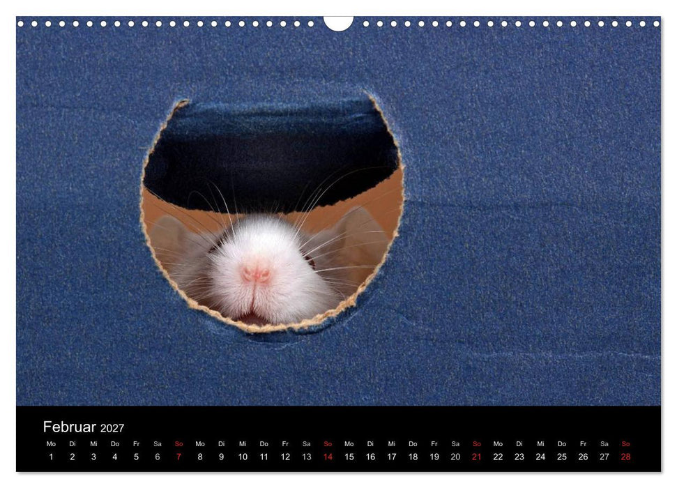 Süße Mäuse und Coole Ratten (CALVENDO Wandkalender 2027)