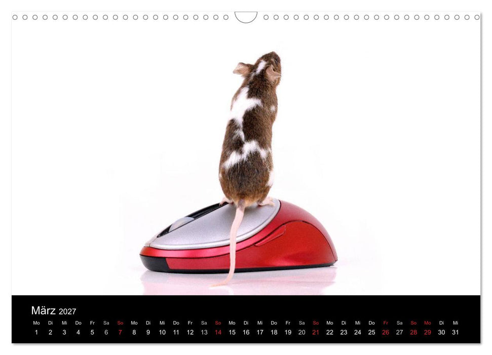 Süße Mäuse und Coole Ratten (CALVENDO Wandkalender 2027)
