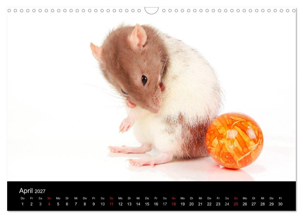 Süße Mäuse und Coole Ratten (CALVENDO Wandkalender 2027)