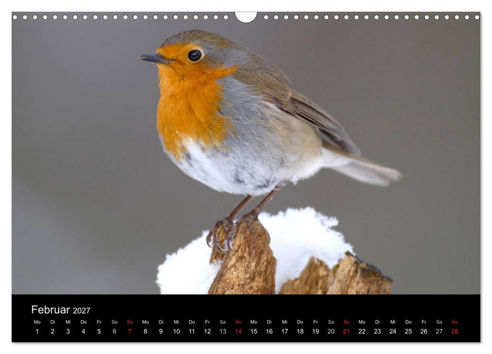 Vögel (CALVENDO Wandkalender 2027)