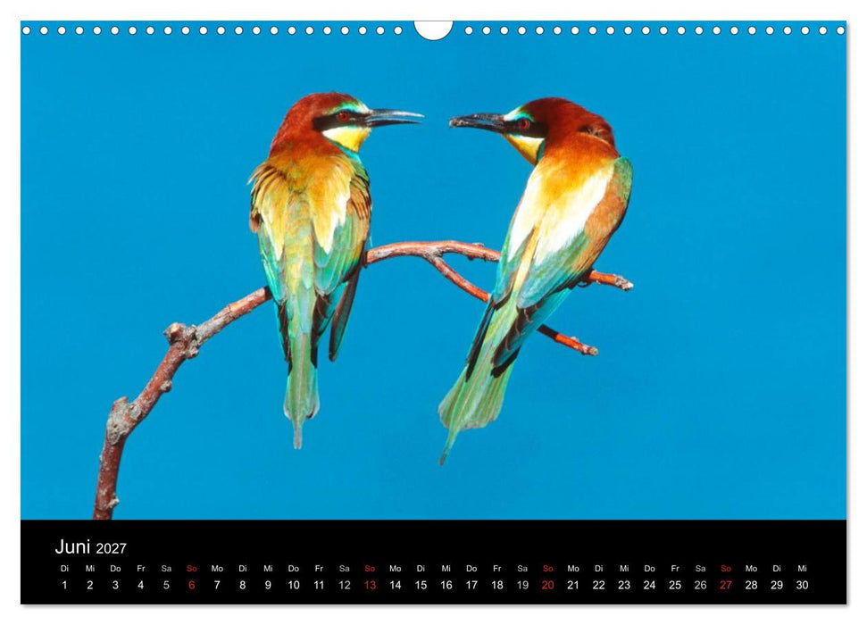 Vögel (CALVENDO Wandkalender 2027)