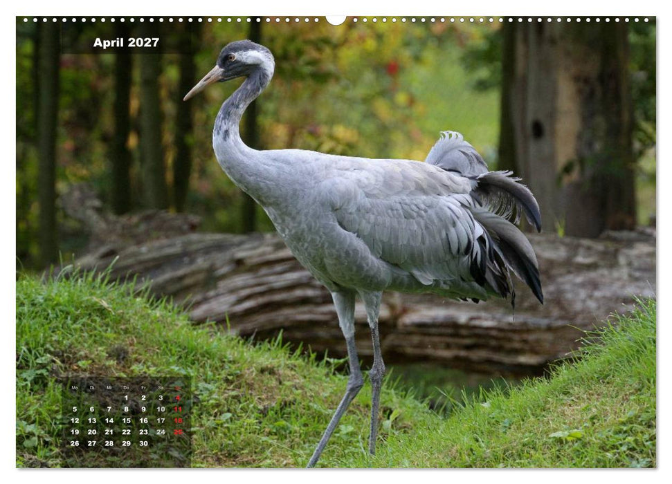 Glücksbringer (CALVENDO Premium Wandkalender 2027)