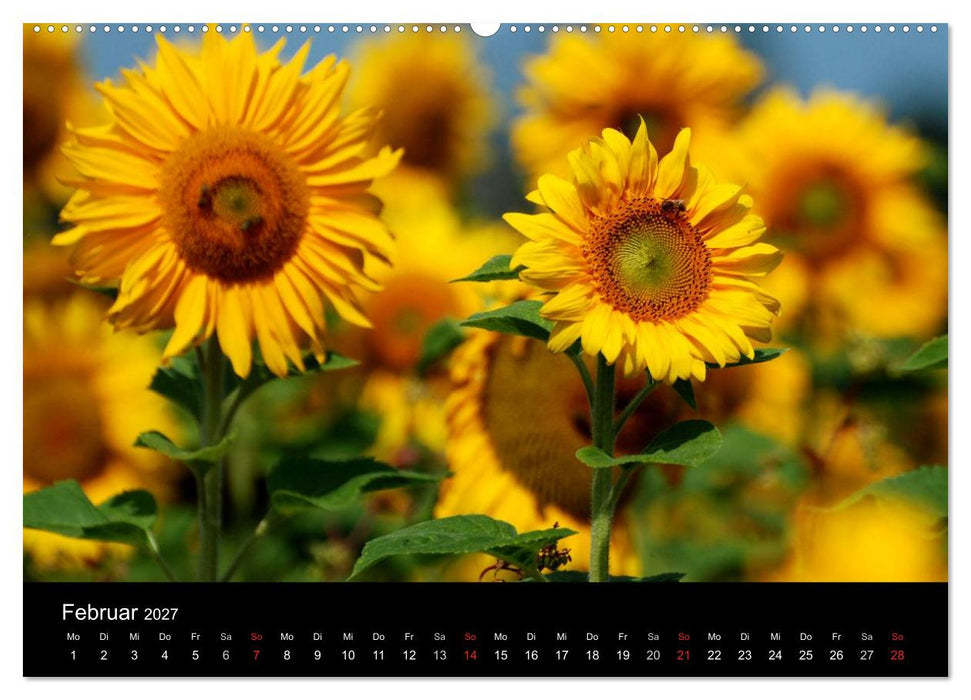 Sonnenblumen (CALVENDO Premium Wandkalender 2027)