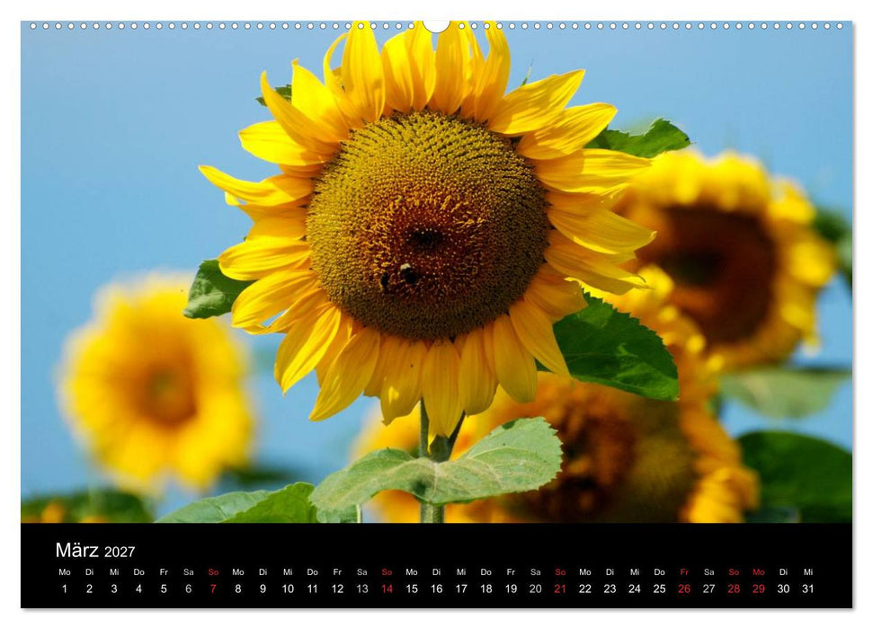 Sonnenblumen (CALVENDO Premium Wandkalender 2027)