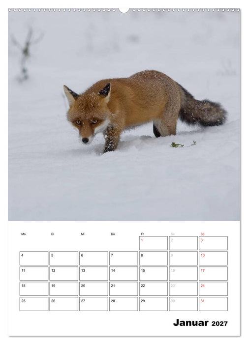 Rotfuchs - Impressionen (CALVENDO Premium Wandkalender 2027)