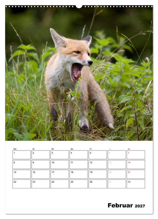 Rotfuchs - Impressionen (CALVENDO Premium Wandkalender 2027)