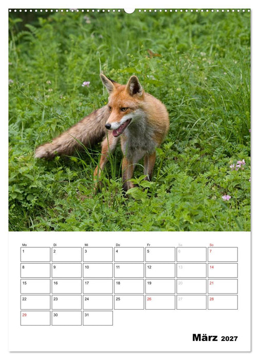 Rotfuchs - Impressionen (CALVENDO Premium Wandkalender 2027)