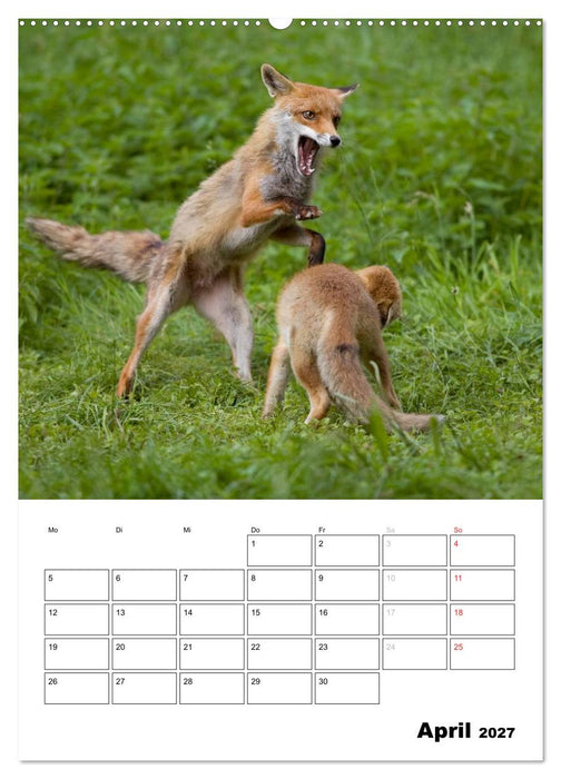 Rotfuchs - Impressionen (CALVENDO Premium Wandkalender 2027)